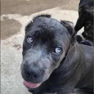 Meet your Posher, Devon